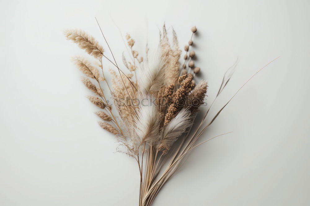 Similar – Foto Bild Gras Wiese Bergwiese