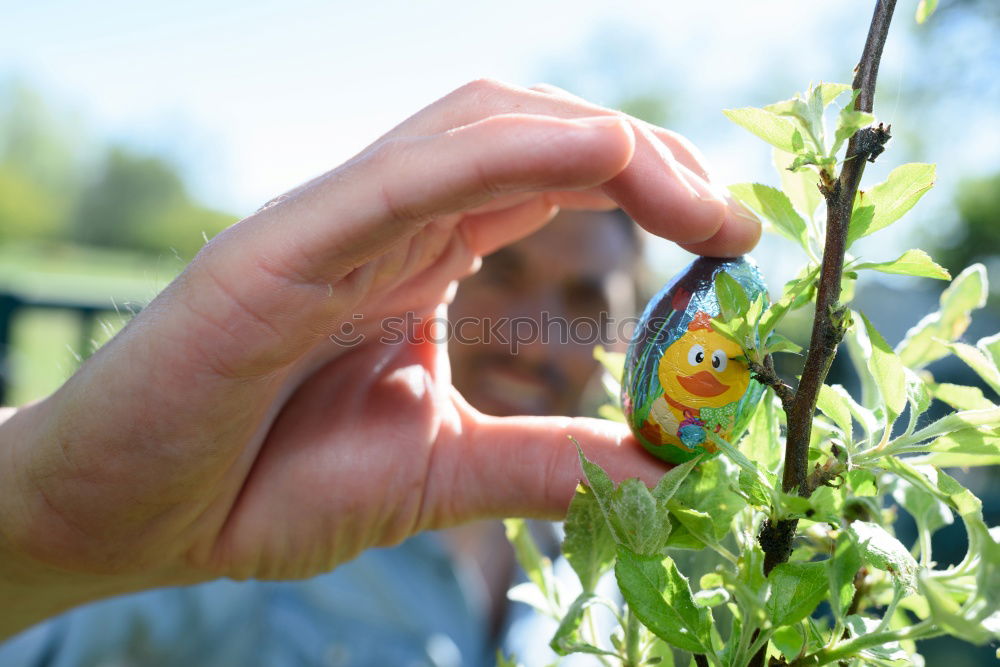 Image, Stock Photo rose hips Food Tea