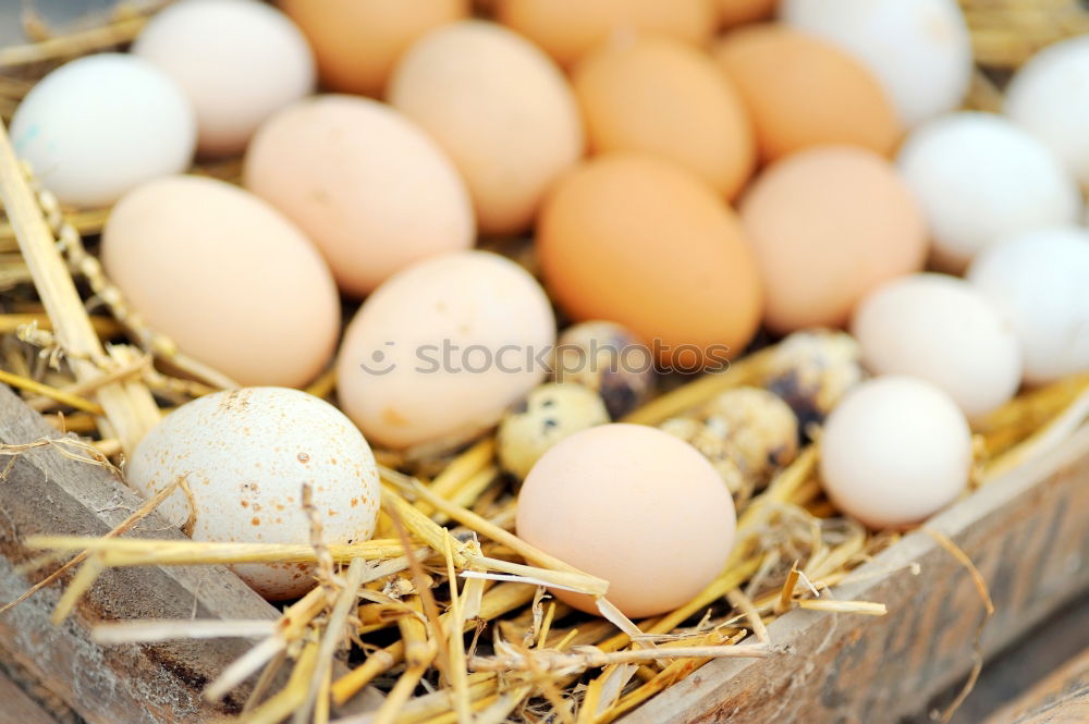 Natural eggs in nest