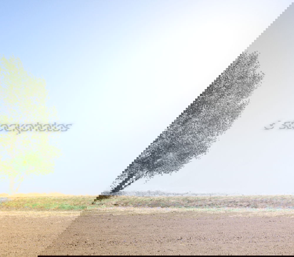 Similar – Image, Stock Photo life Tree Dry Spain Hot
