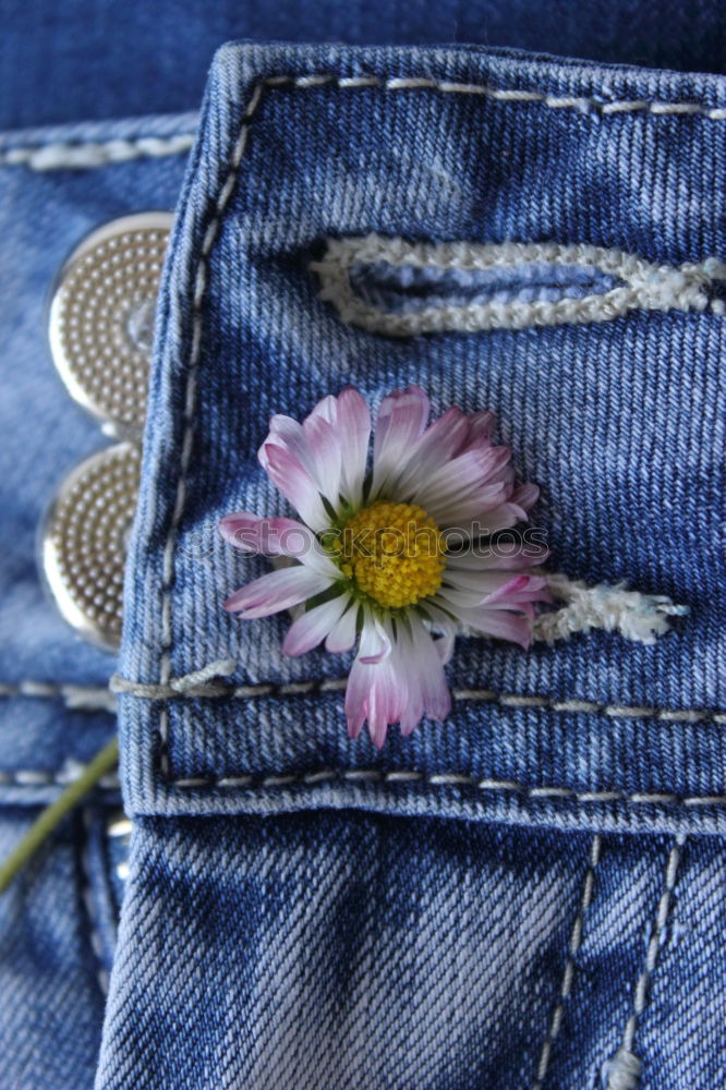 Foto Bild bouquet Gänseblümchen