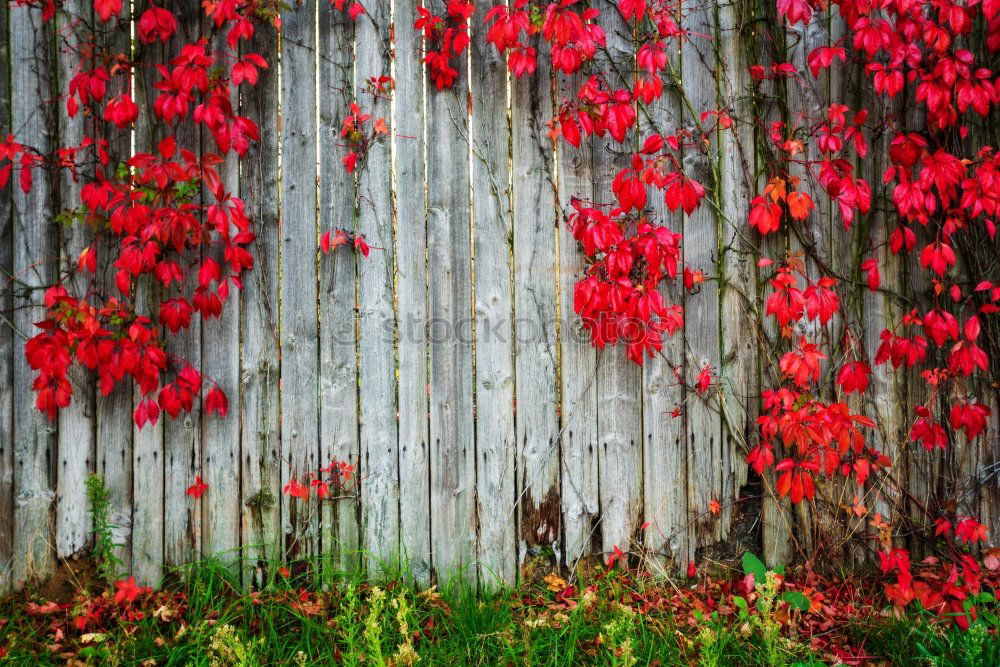 Similar – behind the red door