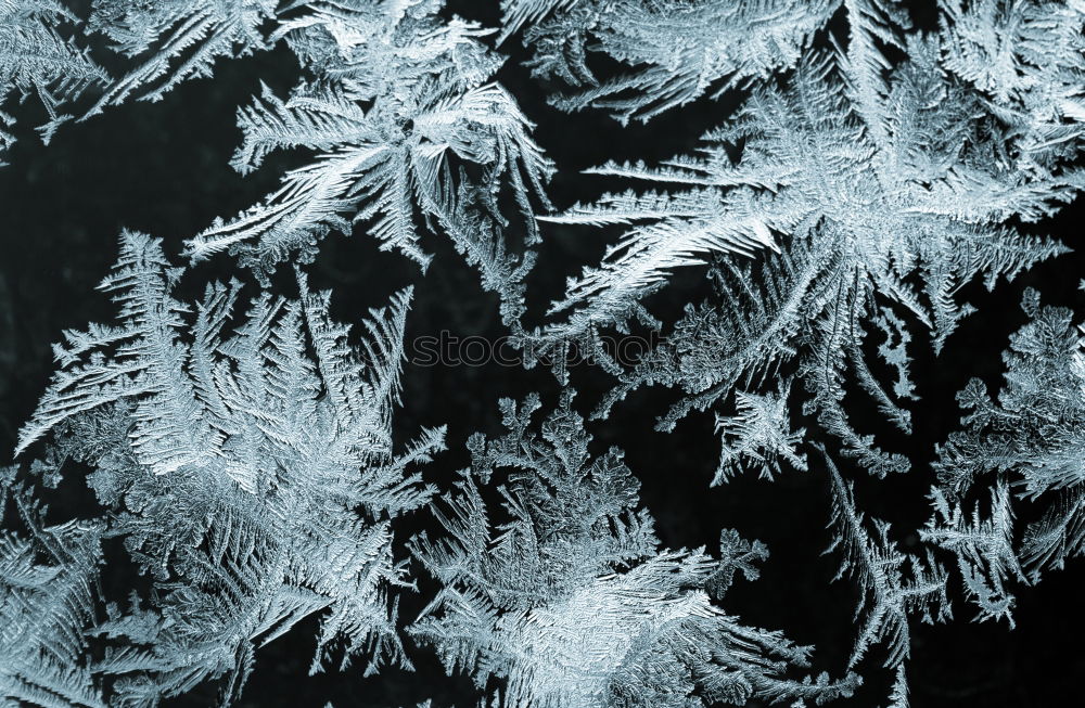 Similar – frost work Winter Cold