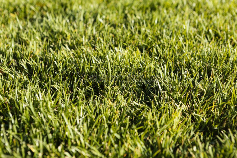 Similar – Image, Stock Photo The grass is green Grass