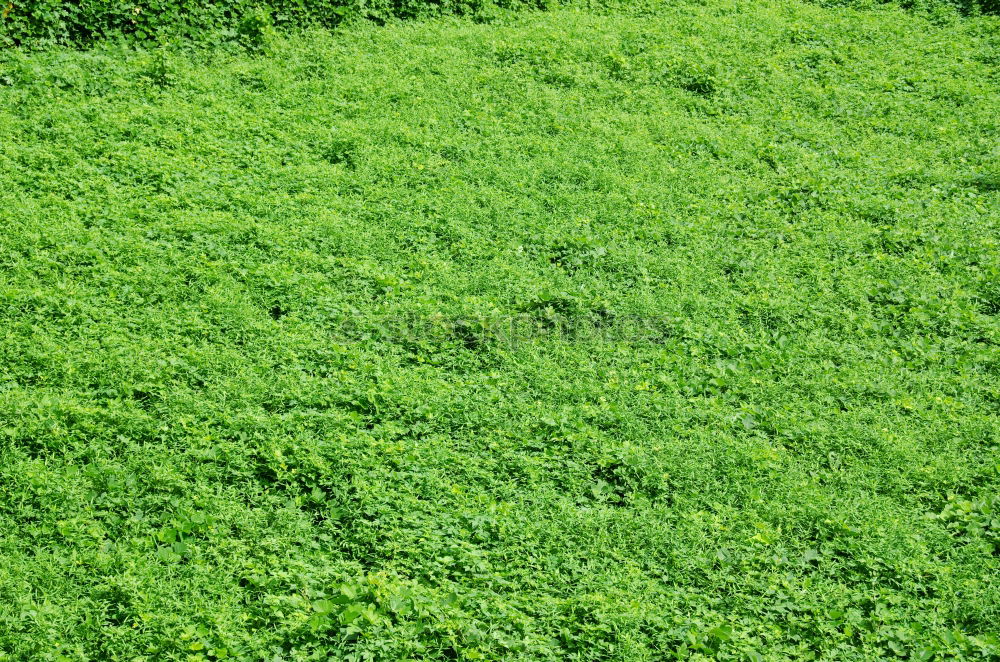 Similar – sea of leaves Leaf Green