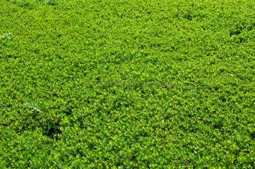 Similar – sea of leaves Leaf Green