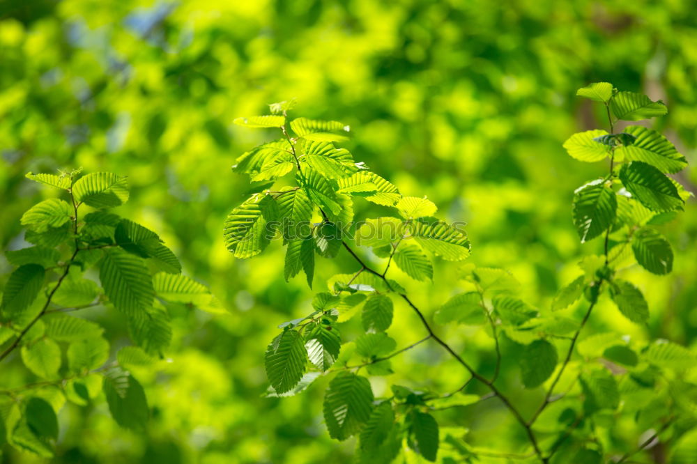 Similar – Image, Stock Photo Backlit Fresh Green Tree Leaves In Summer