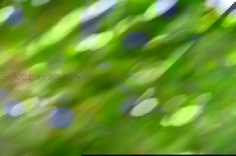 Image, Stock Photo Tree of Lights III