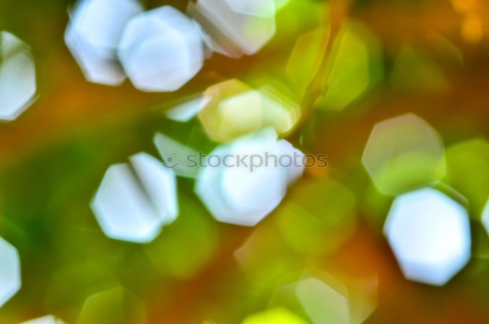 Similar – Image, Stock Photo date rice Plant Date