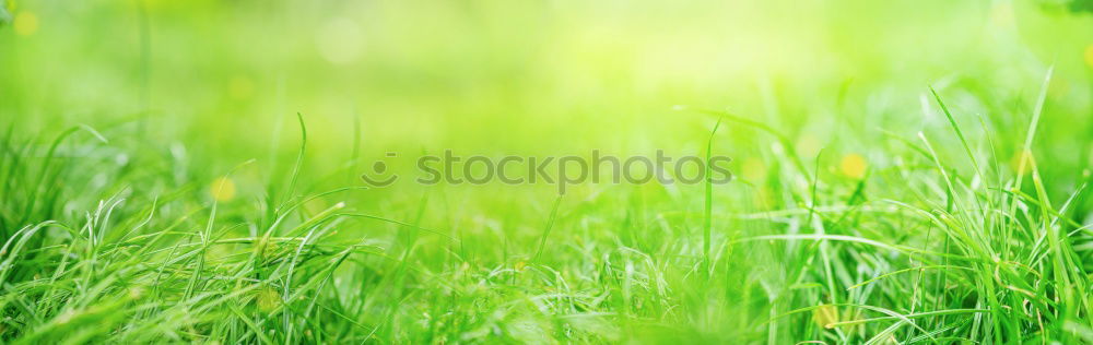 Similar – grass green Relaxation