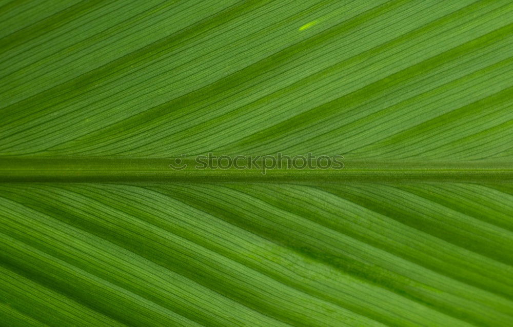 Similar – Coconut Leaf Coconut palm