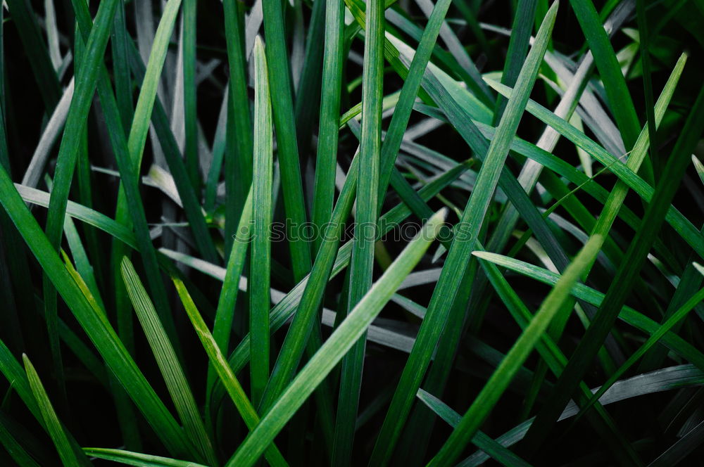 Similar – Meadow very close Grass