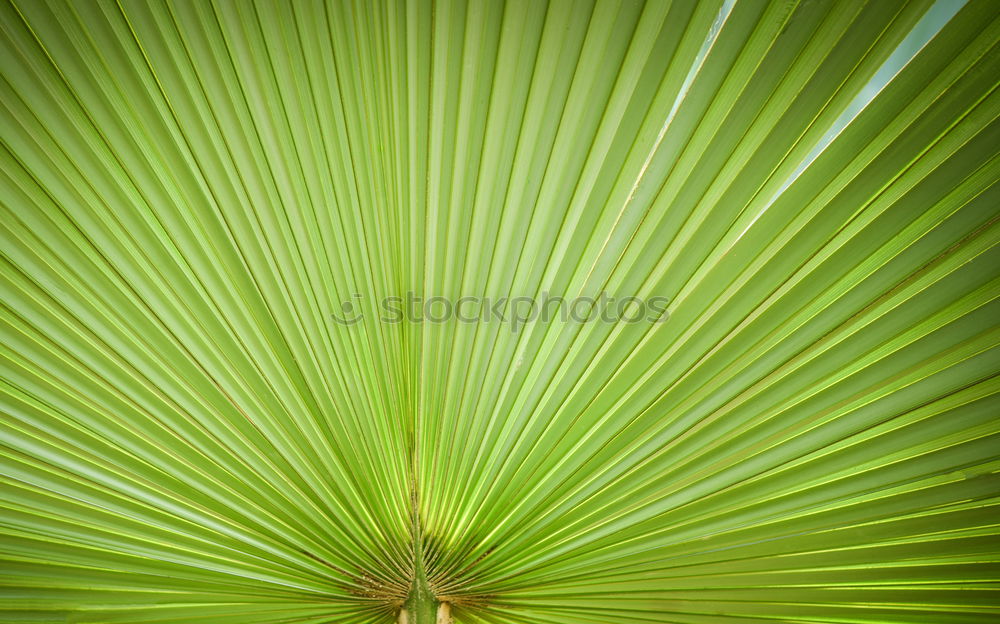 Similar – Image, Stock Photo green and light Plant