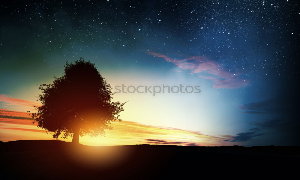 Image, Stock Photo the tree Leaf Evening Tree