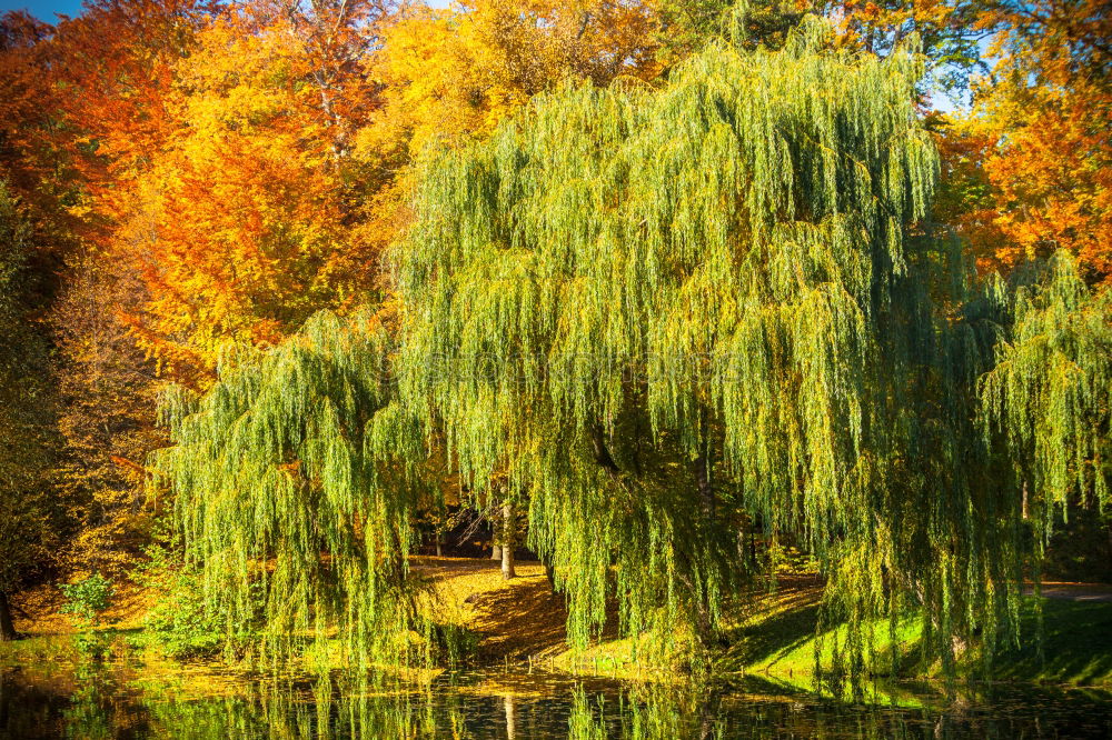 Similar – Foto Bild Verlassener Park II Baum