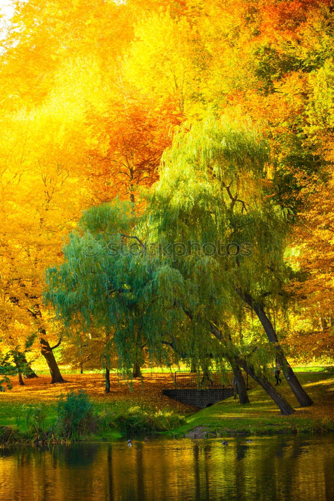 Similar – Image, Stock Photo Pond water with autumn leaves