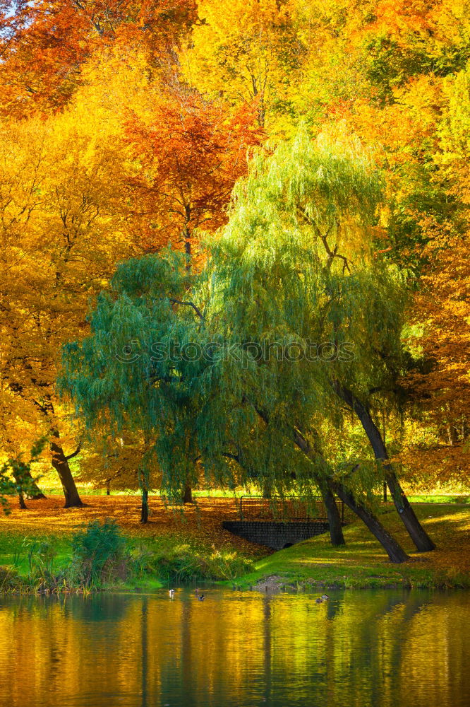 Similar – Image, Stock Photo Pond water with autumn leaves