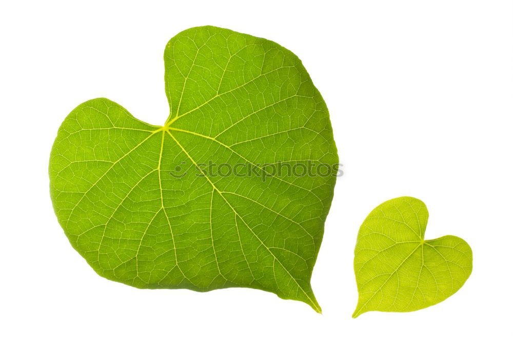 Similar – Image, Stock Photo three yellow leaves Plant