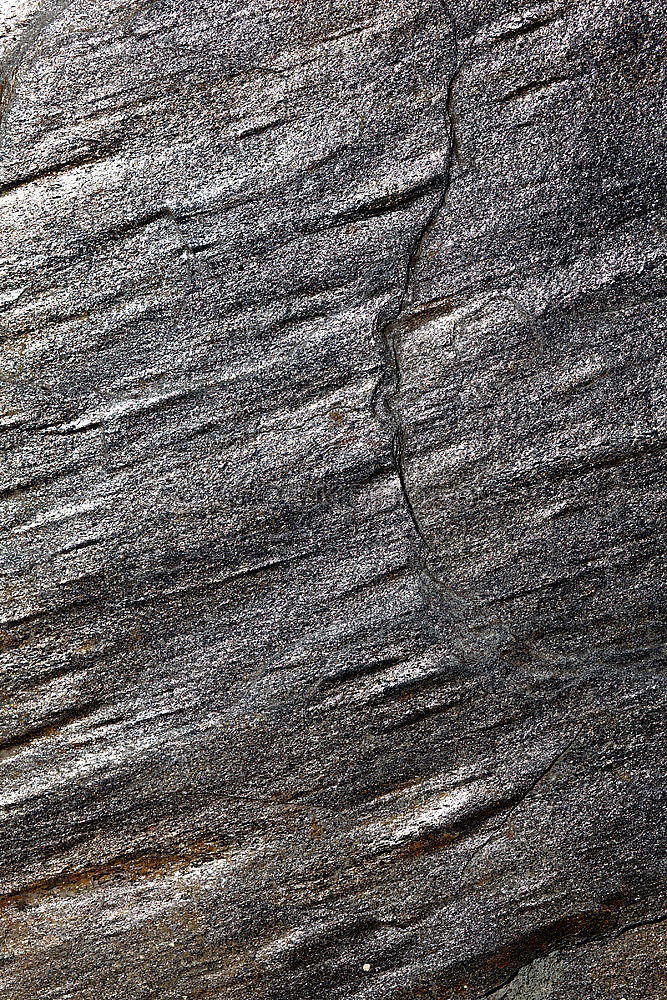 Viel Glück verloren Baum