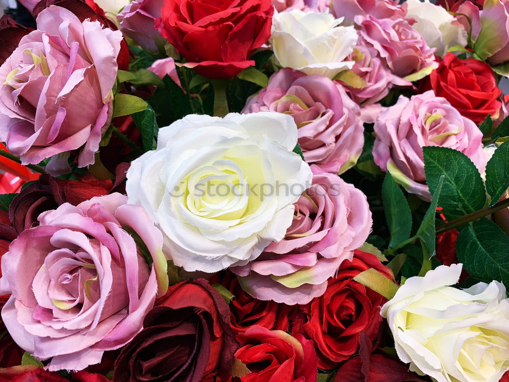 Similar – Image, Stock Photo Flower bouquet. Plant Rose