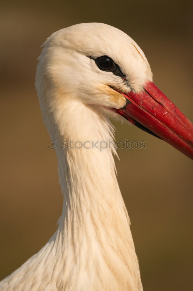 Similar – Image, Stock Photo Portrait of a elegant stork on a natural background