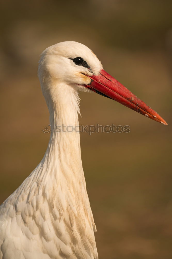 Similar – Image, Stock Photo Portrait of a elegant stork on a natural background