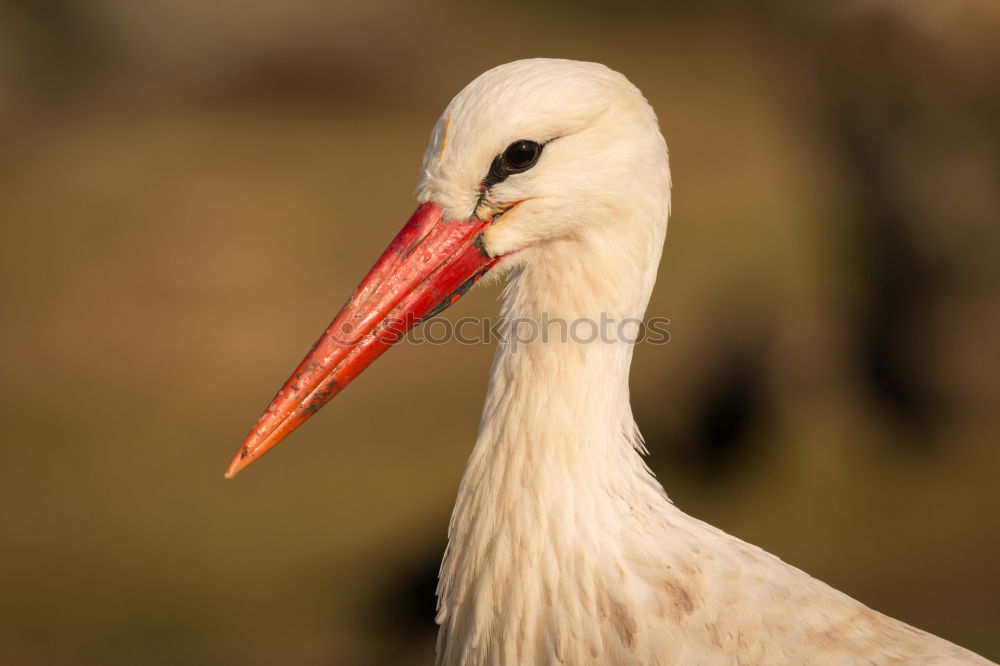 Similar – Image, Stock Photo Portrait of a elegant stork on a natural background