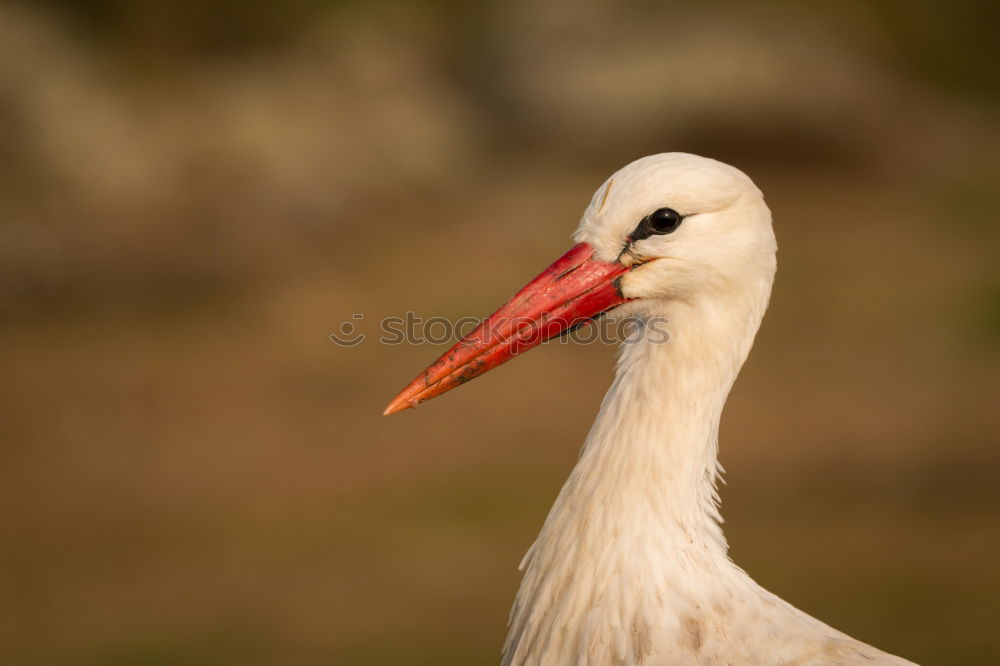 Similar – Image, Stock Photo Portrait of a elegant stork on a natural background