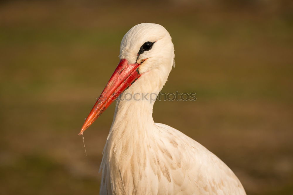 Similar – Image, Stock Photo Portrait of a elegant stork on a natural background