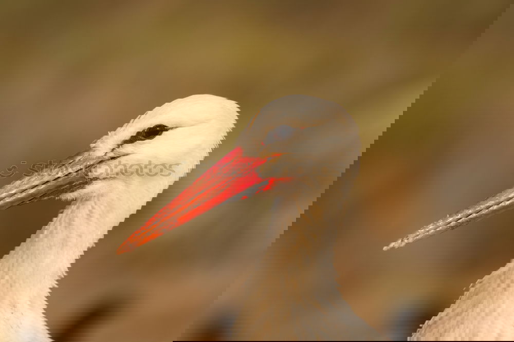 Similar – Image, Stock Photo Portrait of a elegant stork on a natural background