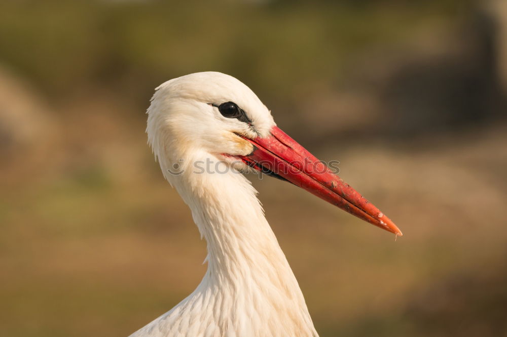 Similar – Image, Stock Photo Portrait of a elegant stork on a natural background