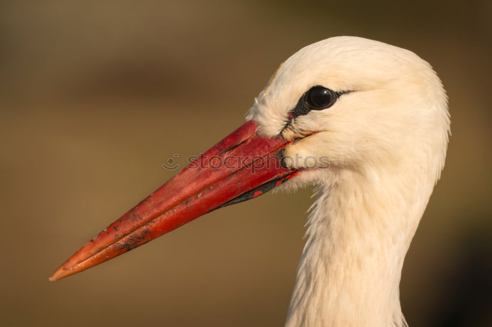 Image, Stock Photo Portrait of a elegant stork on a natural background