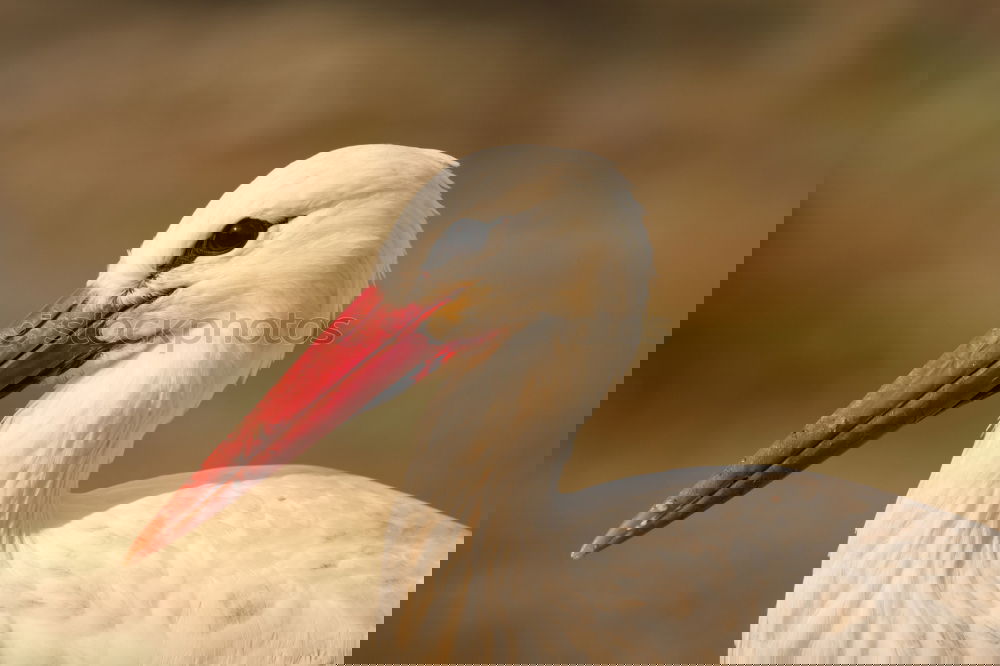 Similar – Image, Stock Photo Portrait of a elegant stork on a natural background