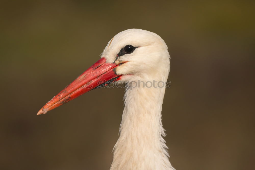 Similar – Image, Stock Photo Portrait of a elegant stork on a natural background