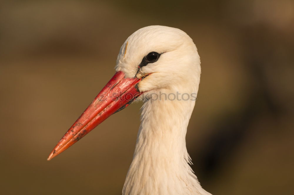 Similar – Image, Stock Photo Portrait of a elegant stork on a natural background