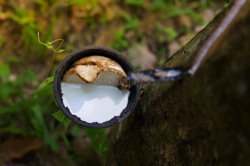 Similar – Image, Stock Photo chestnut Hiking