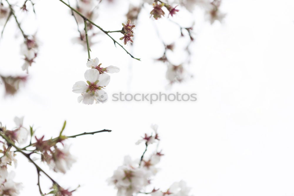 Similar – Image, Stock Photo 50 polar bears, uh… snowberries