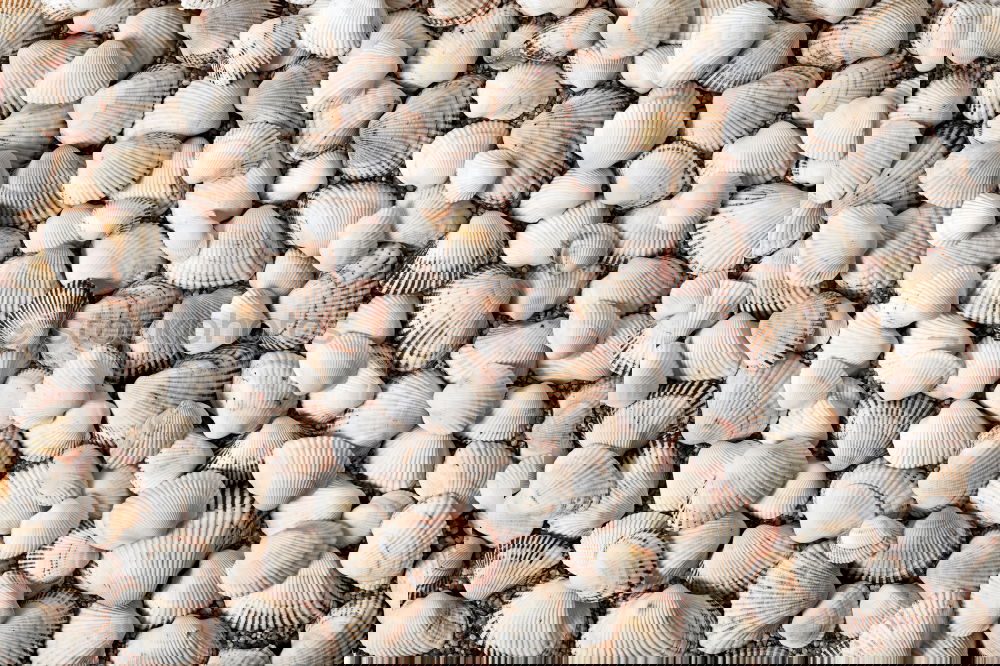 Similar – Image, Stock Photo Mussel shells on the beach