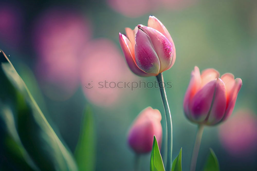 Similar – Tulips in sunlight tulips