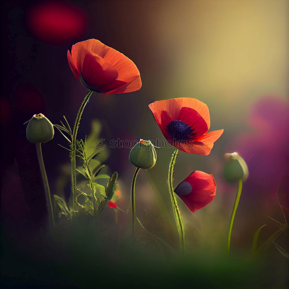 Similar – Image, Stock Photo poppy meadow Summer