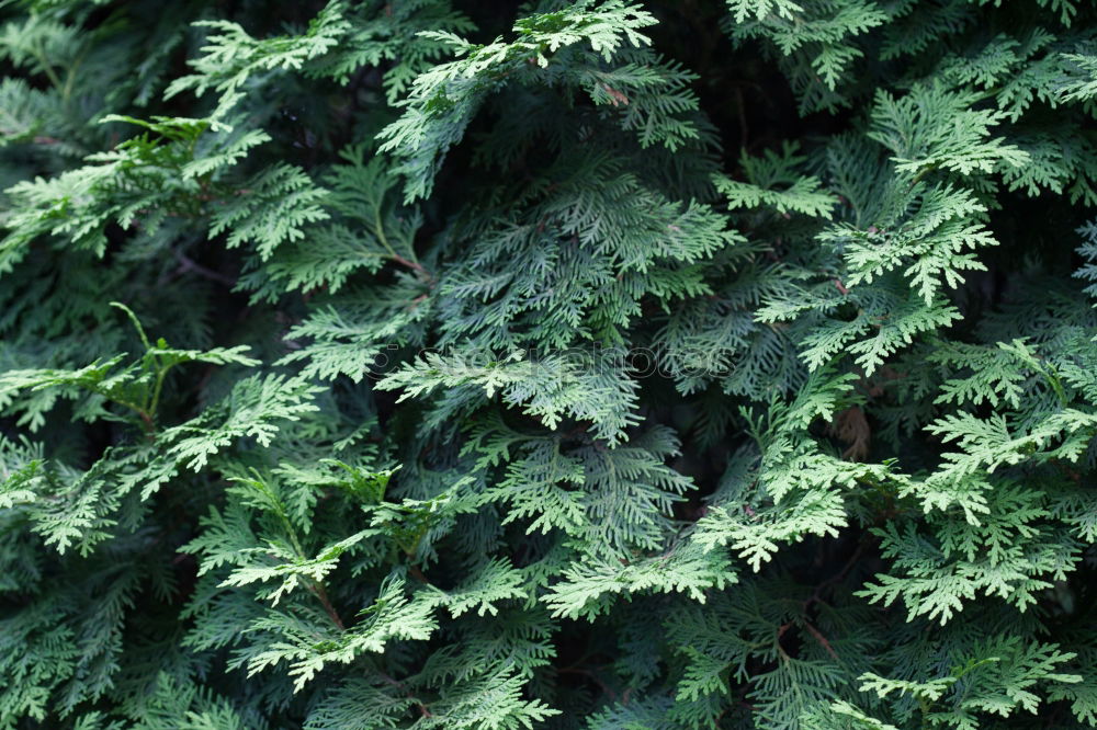 Image, Stock Photo Fresh foliage Garden