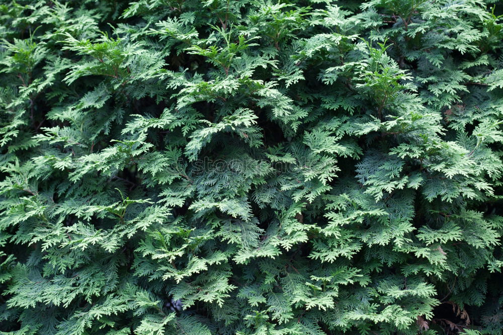 Similar – Image, Stock Photo Fresh foliage Garden