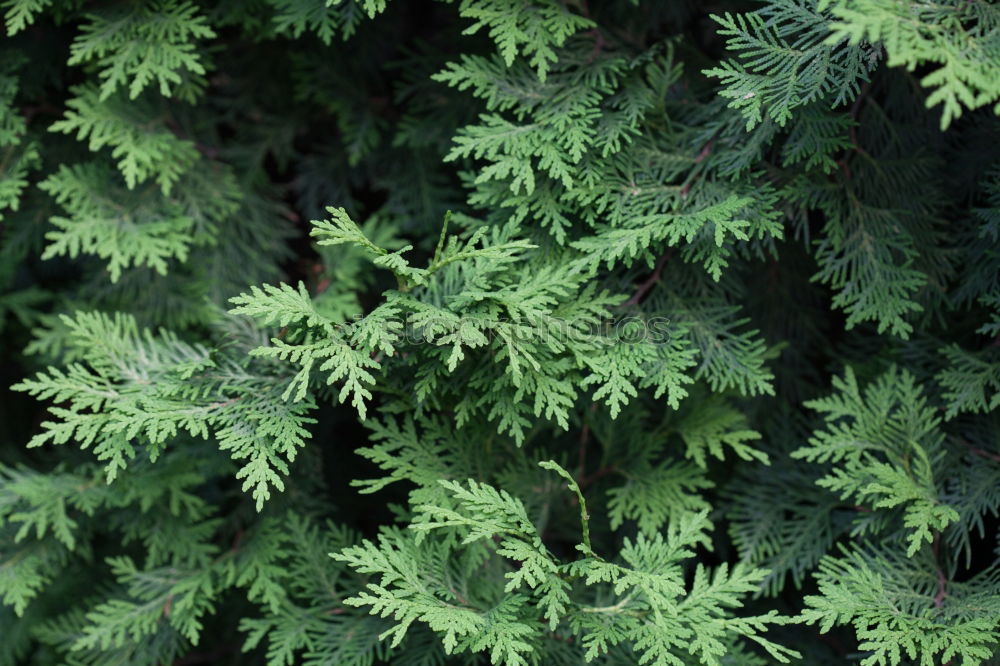 Similar – Image, Stock Photo Fresh foliage Garden