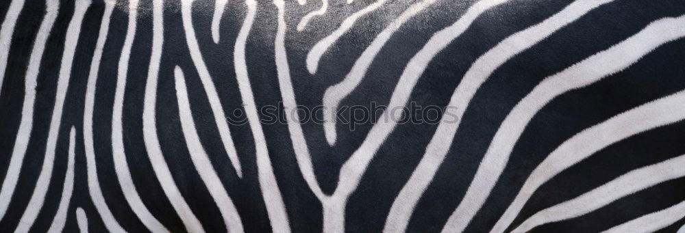 Similar – Foto Bild gestreift Jacke schick