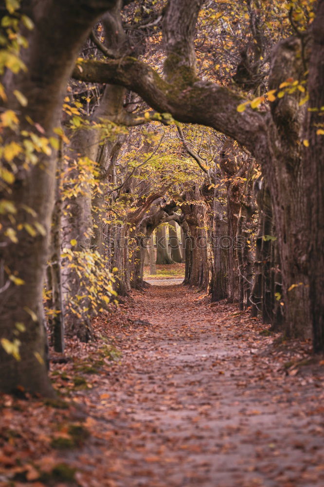 Similar – Image, Stock Photo Fairytale forest in the fall