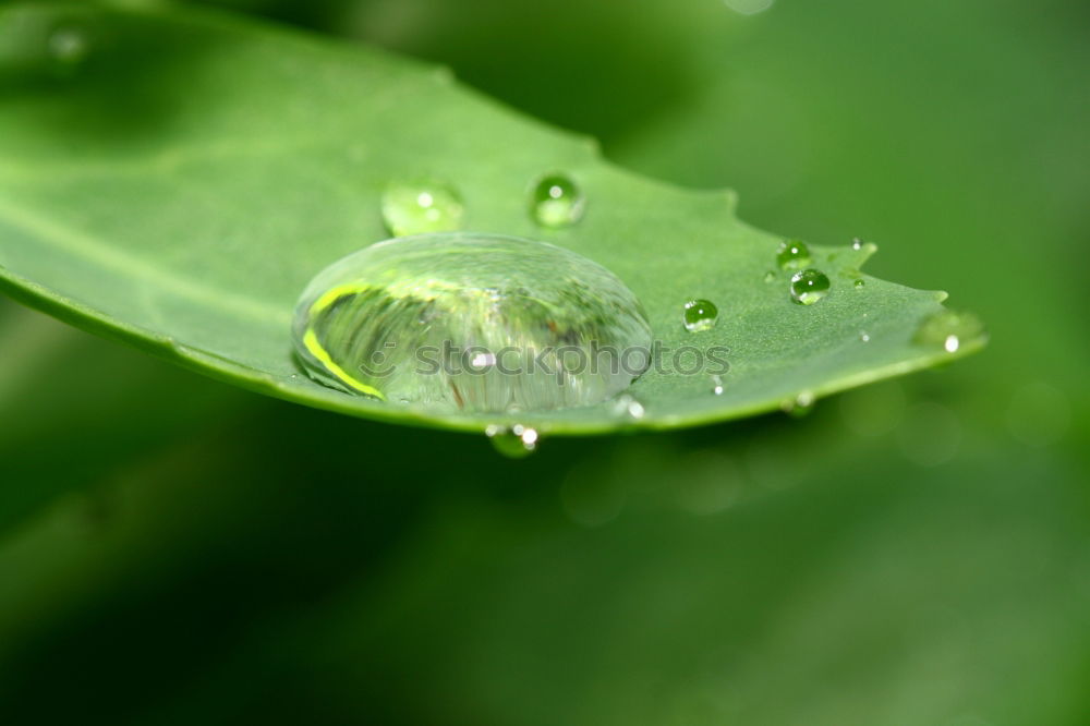 Similar – Image, Stock Photo drop on the green leaf