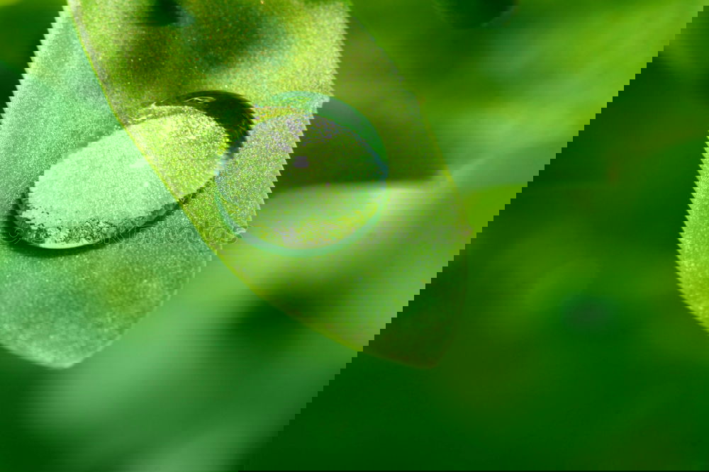 Similar – Image, Stock Photo The drops of water