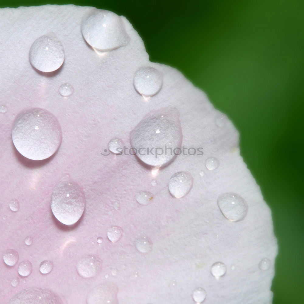 Similar – Image, Stock Photo crocus Blossoming Flower