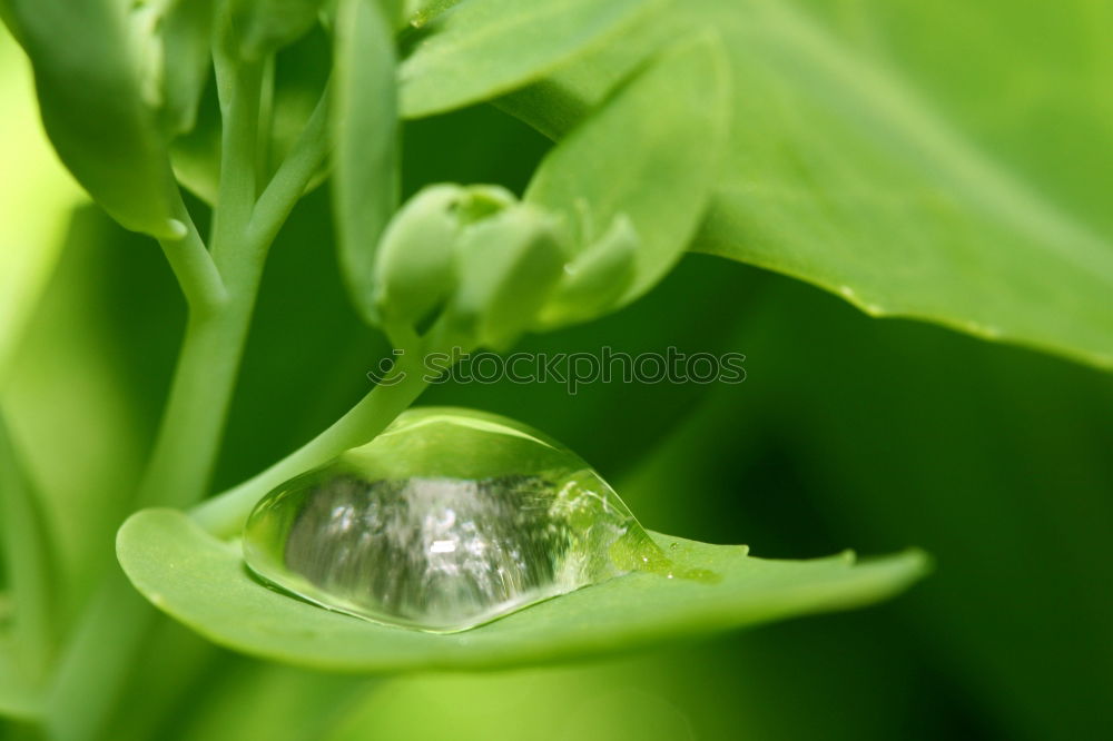 Similar – Image, Stock Photo Kohlrabi green Food