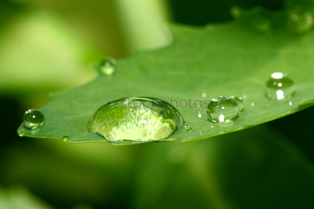 Similar – water pearl Drops of water